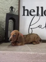 Cosmos (green eyes), a male Dachshund for sale in Santa Ana, CA – 5 of 5