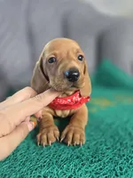 Chesse, a male Miniature Dachshund for sale in Fountain Valley, CA – 2 of 4