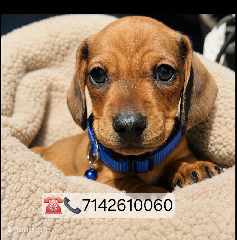 Buddy – Miniature Dachshund puppy for sale in Fountain Valley, CA