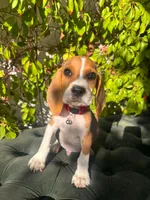 Zeus, a male Beagle for sale in Fountain Valley, CA – 2 of 3