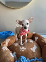 Charlie , a male Chihuahua for sale in Fountain Valley, CA – 5 of 6