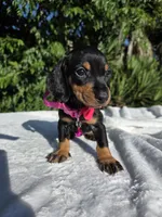 Kira, a female Miniature Dachshund for sale in Westminster, CA – 2 of 2