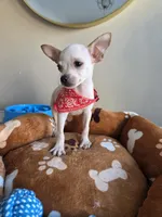 Charlie , a male Chihuahua for sale in Fountain Valley, CA – 4 of 6