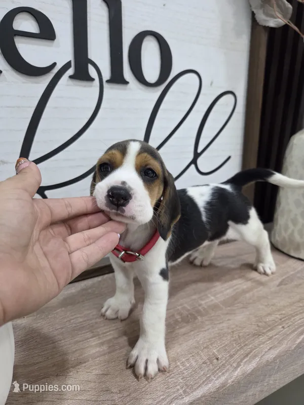 Zeus ready on sep 25 – Beagle puppy for sale in Santa Ana, CA