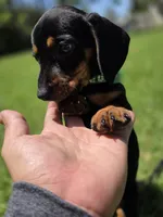 Milo, a male Dachshund and Miniature Dachshund for sale in Fountain Valley, CA – 4 of 7