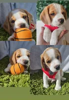Chesse, a male Beagle for sale in Santa Ana, CA – 1 of 1