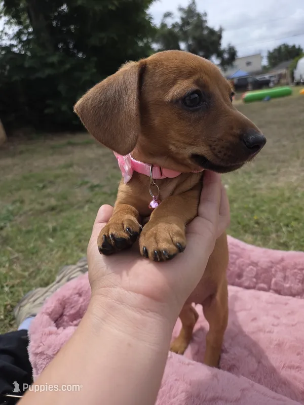 Cinamoon – Dachshund, Miniature Dachshund puppy for sale in Fountain Valley, CA