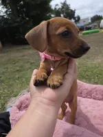 Cinamoon, a female Dachshund and Miniature Dachshund for sale in Fountain Valley, CA – 1 of 4