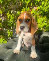 Zeus, a male Beagle for sale in Fountain Valley, CA – 3 of 3