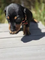 Timotee, a male Dachshund for sale in Fountain Valley, CA – 3 of 3
