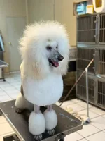 Loui, a male Poodle - Toy  for sale in Westminster, CA – 2 of 3