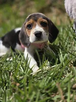 Sky, a female Beagle for sale in Fountain Valley, CA – 3 of 3