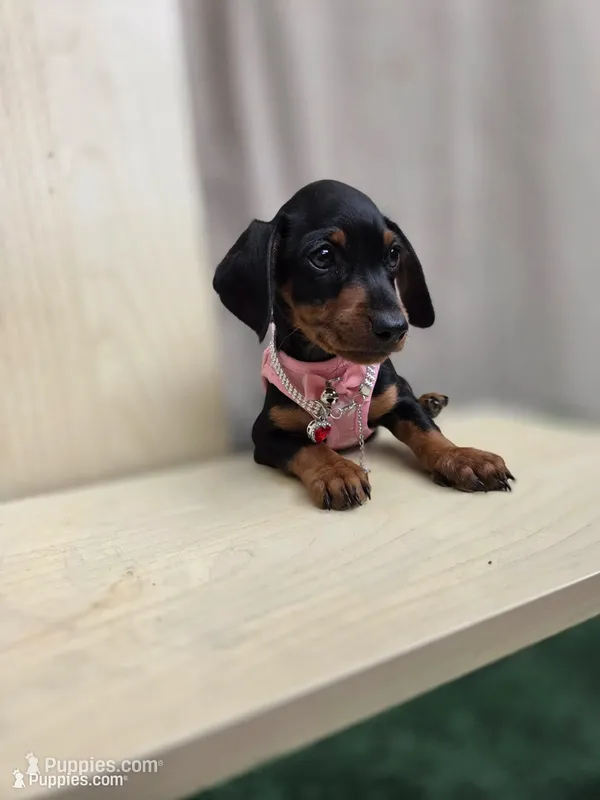 Lola – Miniature Dachshund puppy for sale in Fountain Valley, CA