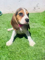 Bella, a female Beagle for sale in Fountain Valley, CA – 5 of 5