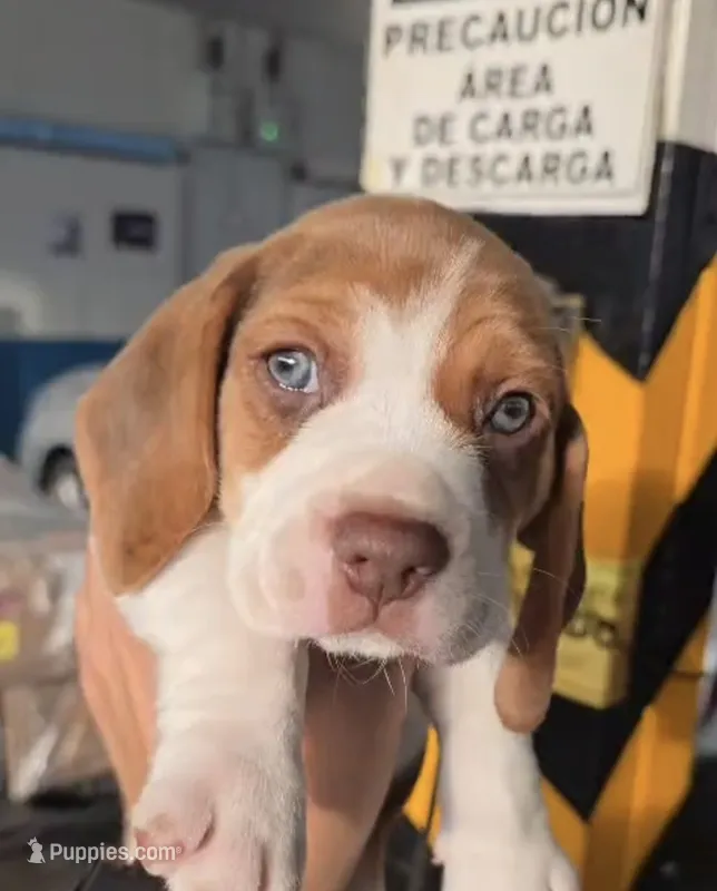 Thor ready sep25 – Beagle puppy for sale in Westminster, CA