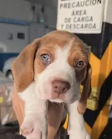 Thor ready sep25, a male Beagle for sale in Santa Ana, CA – 1 of 3