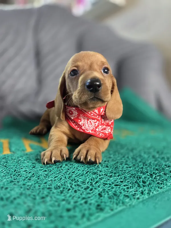 Chesse – Miniature Dachshund puppy for sale in Fountain Valley, CA