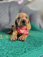 Chesse, a male Miniature Dachshund for sale in Fountain Valley, CA – 1 of 4