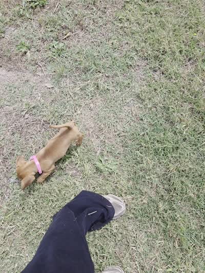 Cinamoon, a female Dachshund and Miniature Dachshund for sale in Fountain Valley, CA – 4 of 4