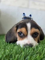 Rufus, a male Beagle for sale in Santa Ana, CA – 2 of 3