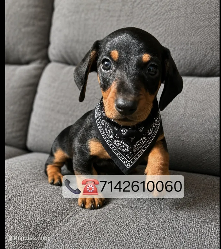 Milo – Miniature Dachshund puppy for sale in Fountain Valley, CA