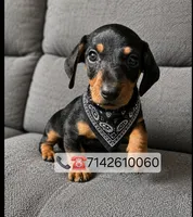 Milo, a male Miniature Dachshund for sale in Fountain Valley, CA – 1 of 1