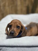 Ron, a male Dachshund and Miniature Dachshund for sale in Santa Ana, CA – 3 of 3