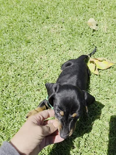 Milo, a male Dachshund and Miniature Dachshund for sale in Fountain Valley, CA – 7 of 7