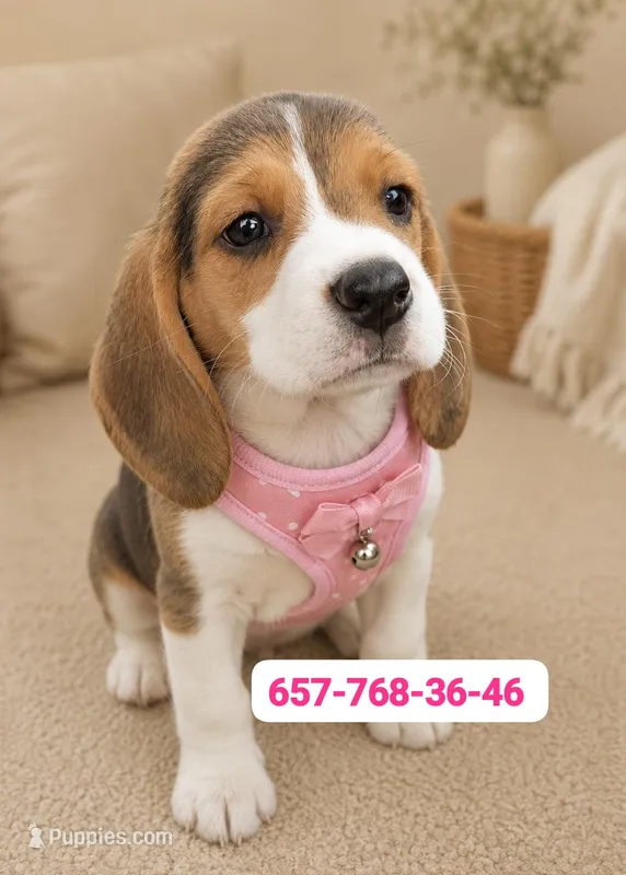 Nala – Beagle puppy for sale in Fountain Valley, CA