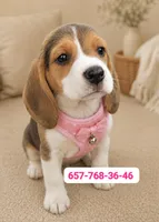 Nala, a female Beagle for sale in Fountain Valley, CA – 1 of 1