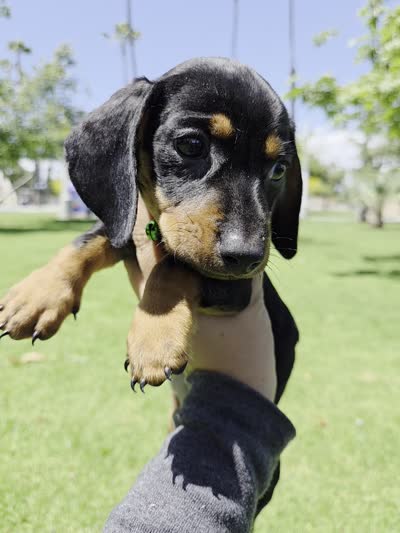 Milo, a male Dachshund and Miniature Dachshund for sale in Fountain Valley, CA – 6 of 7