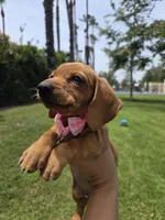 Vanilla, a female Dachshund for sale in Santa Ana, CA – 3 of 6