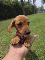 Vanilla, a female Dachshund for sale in Santa Ana, CA – 2 of 6