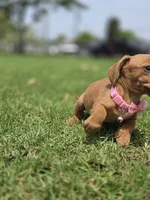 Vanilla, a female Dachshund for sale in Santa Ana, CA – 6 of 6