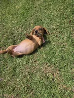 Vanilla, a female Dachshund for sale in Santa Ana, CA – 4 of 6