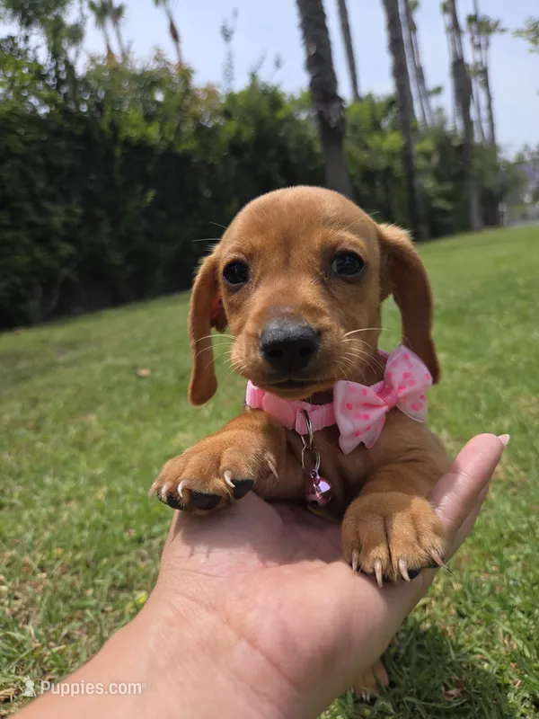 Vanilla – Dachshund puppy for sale in Santa Ana, CA
