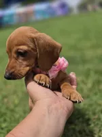 Vanilla, a female Dachshund for sale in Santa Ana, CA – 5 of 6