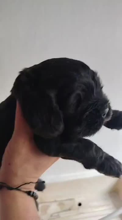 Blacky ready sep 26, a male English Cocker Spaniel for sale in Westminster, CA – 2 of 2