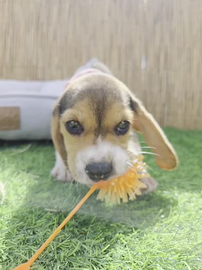 Lola, a female Beagle for sale in Fountain Valley, CA – 6 of 6