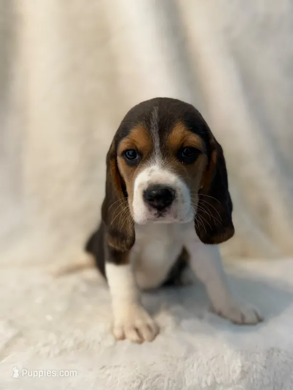 Molly – Beagle puppy for sale in Westminster, CA
