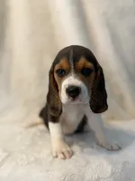 Molly, a female Beagle for sale in Westminster, CA – 1 of 2