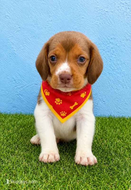 Loki phone 7142610060 – Beagle puppy for sale in Fountain Valley, CA