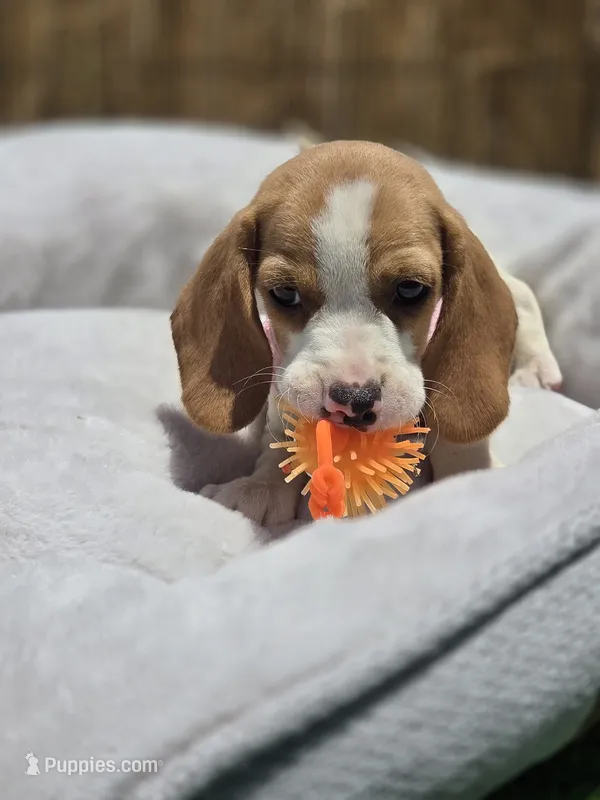 Honey – Beagle puppy for sale in Fountain Valley, CA