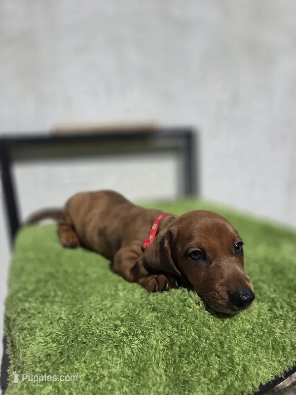 Cosmos (green eyes) – Dachshund puppy for sale in Santa Ana, CA