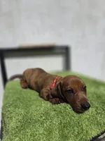 Cosmos (green eyes), a male Dachshund for sale in Santa Ana, CA – 1 of 5