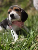 Sky, a female Beagle for sale in Fountain Valley, CA – 2 of 3