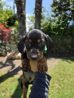 Archie, a male Miniature Dachshund for sale in Westminster, CA – 2 of 4