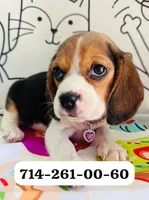 Molly, a female Beagle for sale in Fountain Valley, CA – 1 of 2