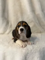 Molly, a female Beagle for sale in Westminster, CA – 2 of 2