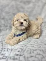 Ozzy ready on sep 25, a male Maltipoo for sale in Santa Ana, CA – 3 of 3